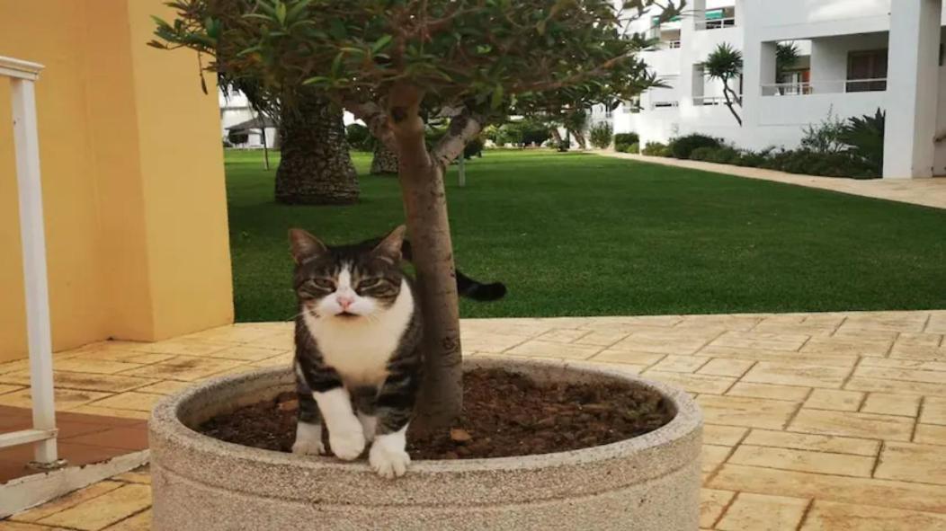 Casa en urb. con la piscina más GRANDE de Jávea. Esterno foto